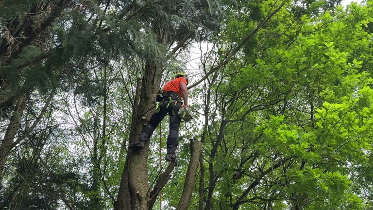 Best Tree Risk Assessment  in Kincaid, IL